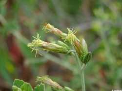 Brickellia californica image