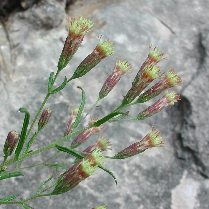 Brickellia eupatorioides image