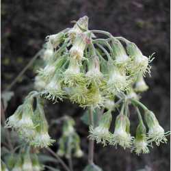 Image of Brickellia grandiflora