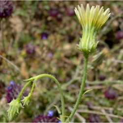 Image of Calycoseris parryi