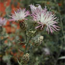 Centaurea stoebe image