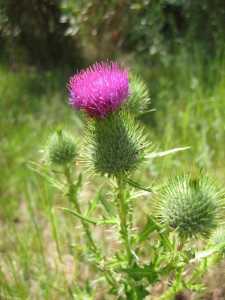 Cirsium vulgare image