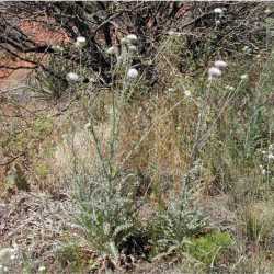 Cirsium neomexicanum image