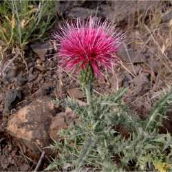 Cirsium ochrocentrum image