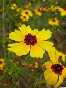 Coreopsis tinctoria image