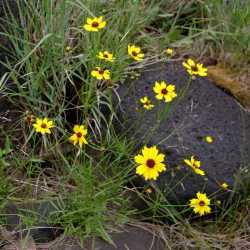 Coreopsis tinctoria image