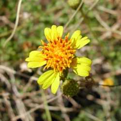 Encelia frutescens image