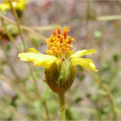 Encelia resinifera image