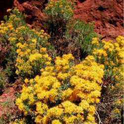 Ericameria laricifolia image