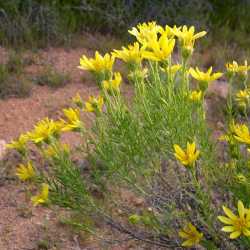 Ericameria linearifolia image