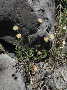 Erigeron flagellaris image