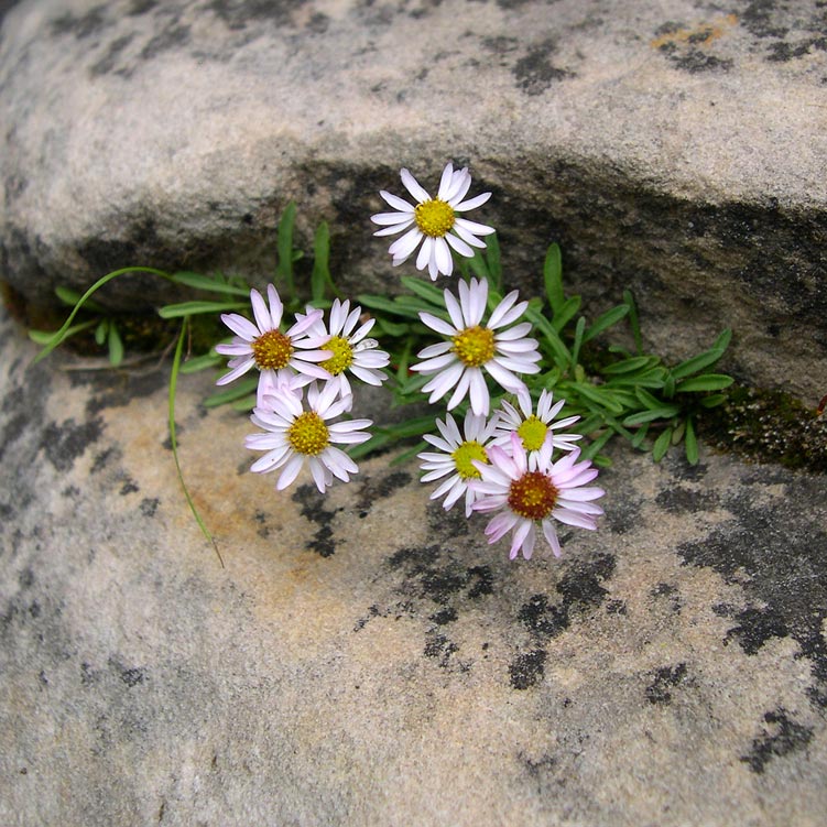 Erigeron saxatilis image