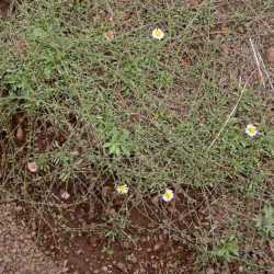 Erigeron flagellaris image