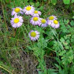 Erigeron formosissimus image