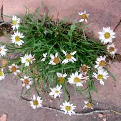 Erigeron saxatilis image