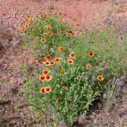 Gaillardia pulchella image