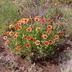 Gaillardia pulchella image