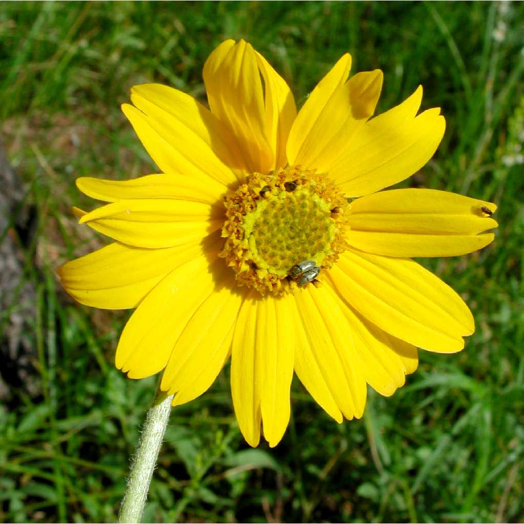 Helianthella quinquenervis image