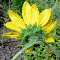 Helianthus annuus image