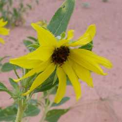 Helianthus anomalus image