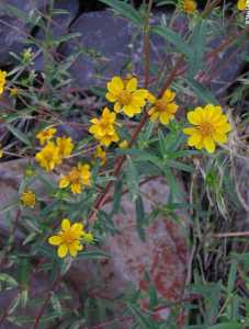 Heliomeris multiflora image