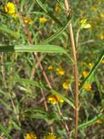 Heliomeris longifolia image