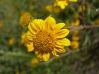 Image of Heliomeris longifolia