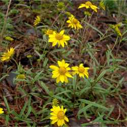 Heliomeris multiflora image