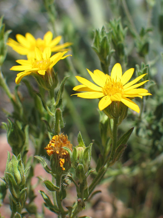 Heterotheca fulcrata var. arizonica image