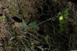 Hieracium fendleri image