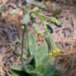 Hieracium fendleri image