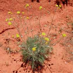 Hymenopappus filifolius var. lugens image