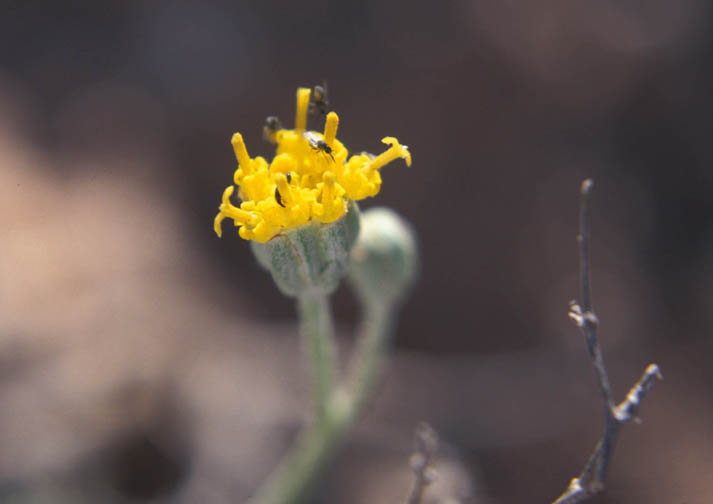 Hymenopappus filifolius var. pauciflorus image