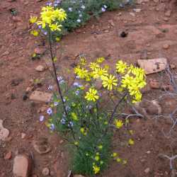 Image of Hymenoxys cooperi