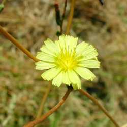 Image of Lactuca scariola