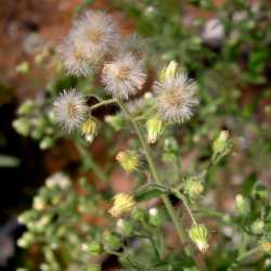 Laennecia coulteri image