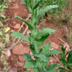 Laennecia coulteri image