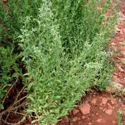 Laennecia coulteri image