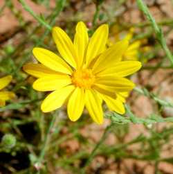 Image of Haplopappus gracilis