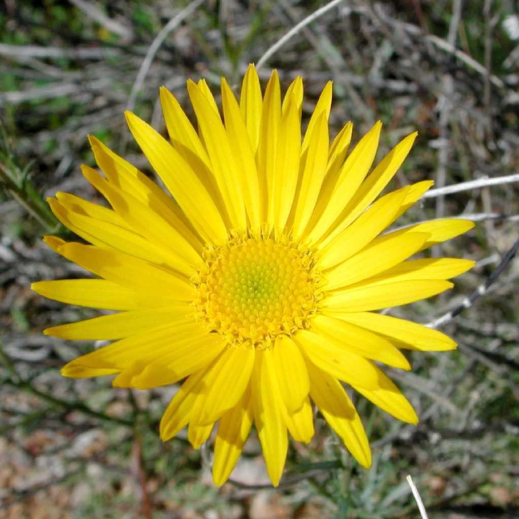 Xanthisma spinulosum image