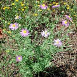 Machaeranthera tanacetifolia image