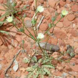 Malacothrix clevelandii image