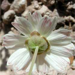 Melampodium leucanthum image