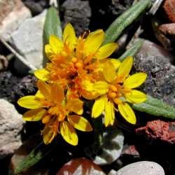 Image of Pectis angustifolia