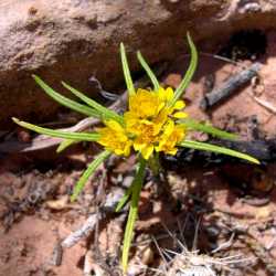 Pectis angustifolia image