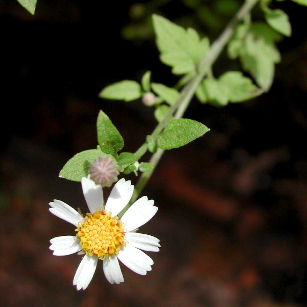 Perityle ciliata image