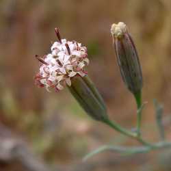 Porophyllum gracile image