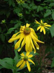 Rudbeckia laciniata image