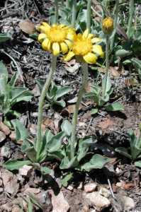 Senecio actinella image