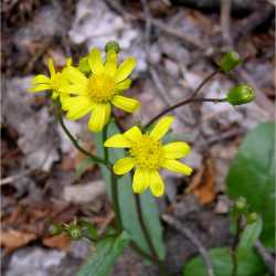 Senecio arizonicus image